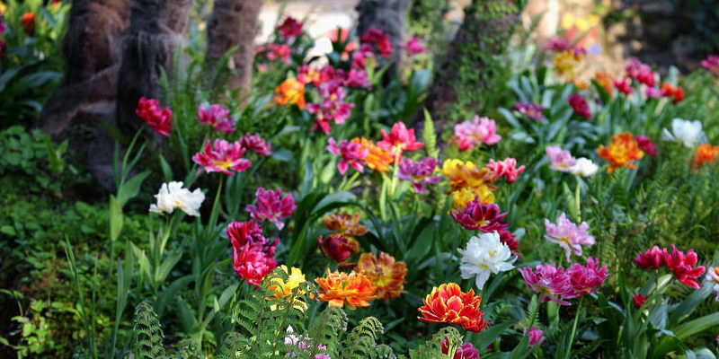 How to: Wintering a Lantana Indoors