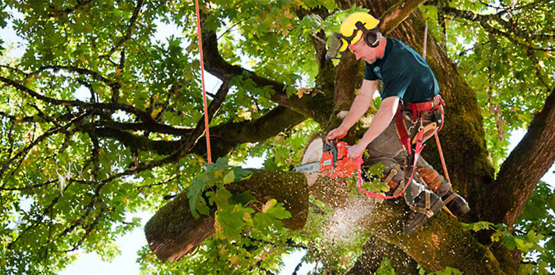 Tips to Get the Best Tree Service