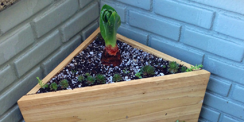 Window Boxes Captivate on the Curb