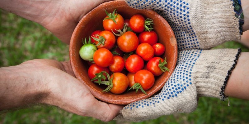 Dish Detergent As a Home Cure for Aphids on Roses