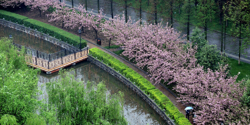 How to Force Crabapple Blossoms